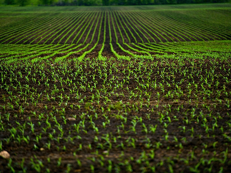 Corn Fields - Agriculture Photo Theme. Small Corn Plants Horizontal Photo.