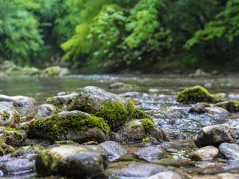 Mountain river flowing through the green forest. Rapid flow over rock covered with moss.